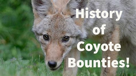 History Of Coyote Bounties Youtube
