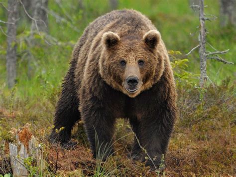Meaning Of Bear Spirit Animal Symbolism Wild Gratitude