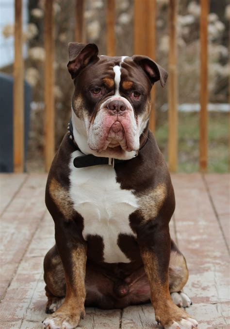 American Bulldog Olde English Bulldogge Mix