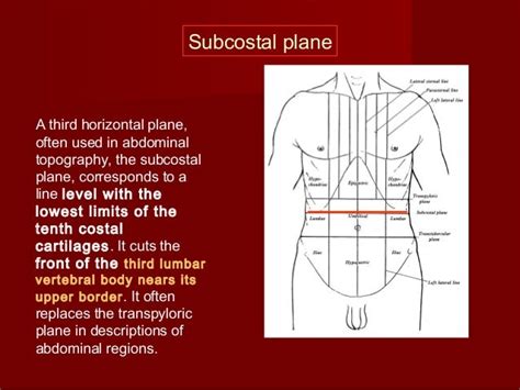 Introduction Abdomen Drgosai