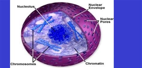 Everything To Know About Chromatin In Plant Cell Garden Bagan