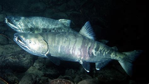 Chum Salmon Oncorhynchus Keta Species Profile