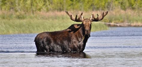 Ontario Moose Hunts In Sunset Country