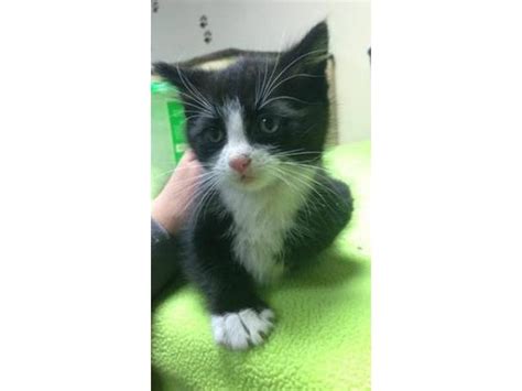 Our affordable pet vaccination clinics offer quality, preventive care to help ensure your pet's health & wellness. Rescue kittens for adoption - (Freeport, NY) Freeport ...