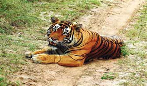 Bringing Back Tigers To Mukundara Teri