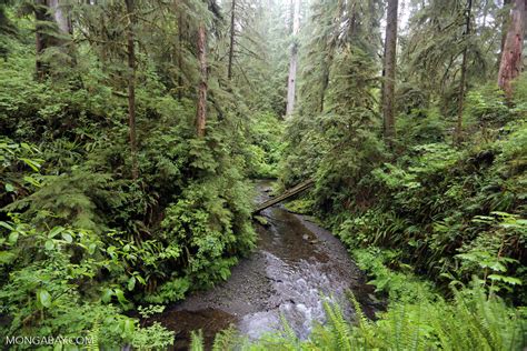 Temperate Rainforest In Washingtons Olympic National Park Olympic