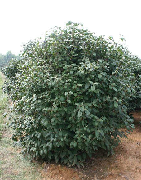 Viburnum Lantana ‘mohican Moon Nurseries