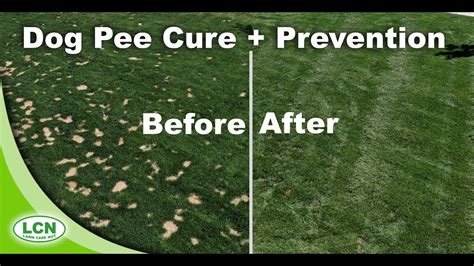 How To Prevent And Cure Dog Urine Spots In Lawns Brown Spots Youtube