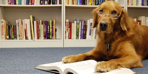Back To School For Kids And Dogs Training Tips That Will Help You