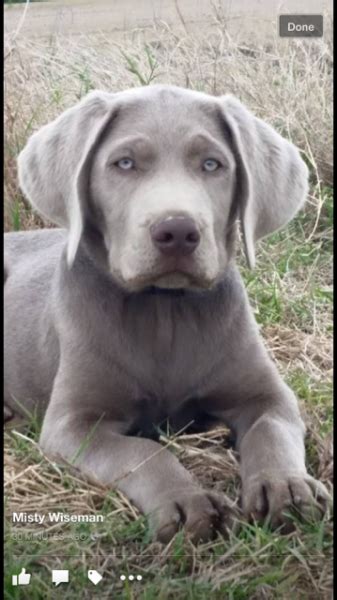 Silver labrador puppies for sale nc. Silver Lab Retriever Puppies for Sale | Silver and ...