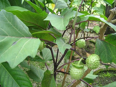 Pengertian Buah Kecubung Buah Club