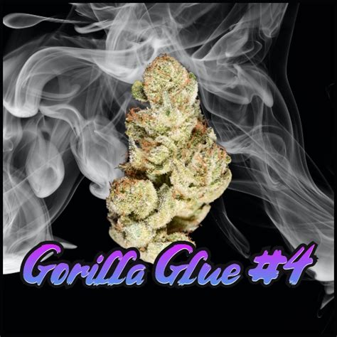 Gorilla Glue 4 Feminised Cannabis Seeds By Discreet Seeds Buy