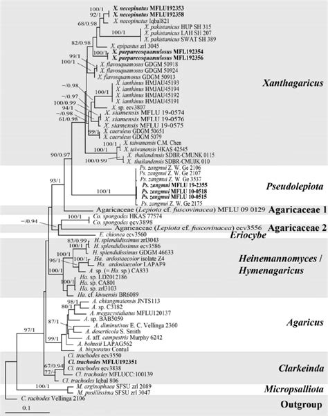 Maximum Likelihood Phylogenetic Tree Of The Agaricus Clade In The