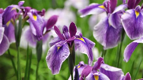 The Myth Of Frances National Flower Lily Or Iris Cgtn