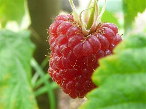 Filraspberry Wikipedia