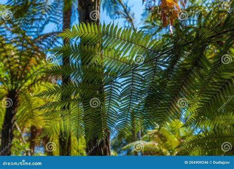 Silver Tree Fern In New Zealand Stock Photo Image Of Plant