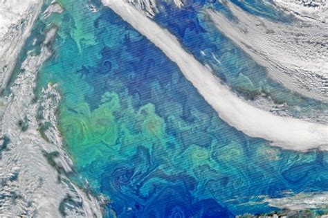 Water Art Phytoplankton Bloom Turns Ocean Into A Masterpiece Live