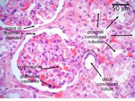 Kidney Histology Renal Tubule Images And Photos Finder