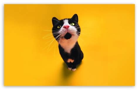 Funny Cat Ultra Hd Desktop Background Wallpaper For 4k Uhd
