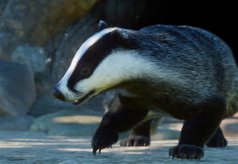 European Badger Planet Zoo