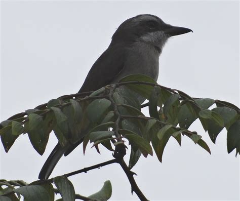 Sunshinecoastbirds Highlands And Dry South East Birding Sri Lanka Part 1