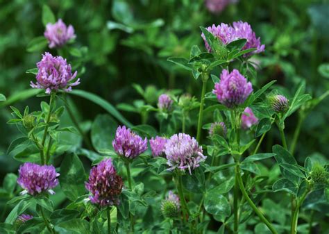 Red Clover A Beneficial Weed With Purifying Plant Medicine The Back