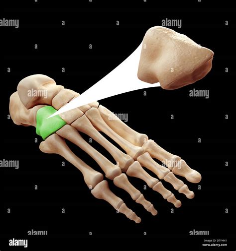Anatomy Of Cuboid Bone