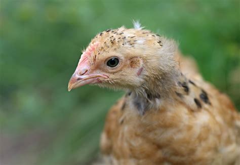 Free Images Bird Village Wildlife Beak Chicken Fauna Cock