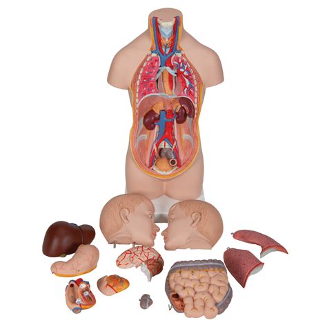 2.presenting vocabulary (введение новых лексических единиц). Human Torso Model | Miniature Torso Model | Anatomical ...
