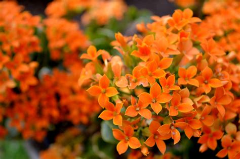 Orange Spring Flower 1 Spring Flowers Orange Flowers Colorful Flowers