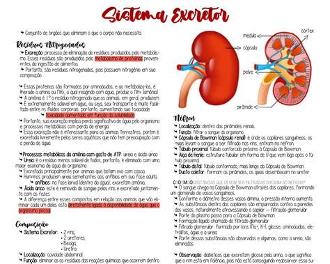 Curiosidades Sobre O Sistema Urinario Modisedu