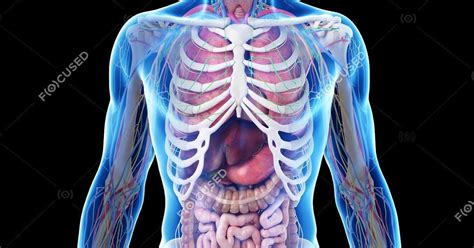 Male Internal Organs Of Human Body Realistic Human Body Model Showing