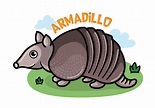 Armadillo cartoon - mattersapo