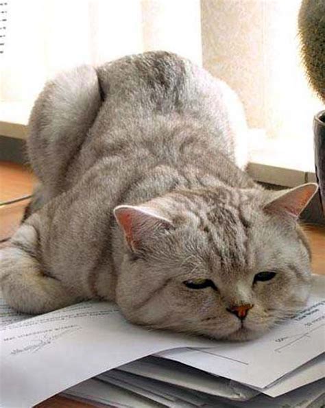 Tired Cat Funny Pictures