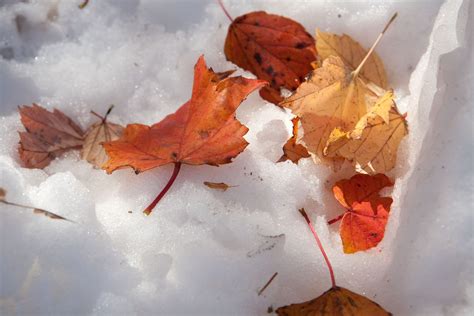 Snowfall On Autumn Leaves Dangerous Beauty The Weather Channel