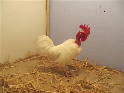Transylvanian Naked Neck Poultry Club South Africa