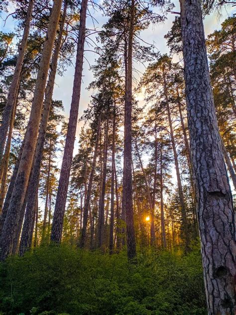 Beautiful Summer Sunset In A Forest Grove Stock Photo Image Of Light