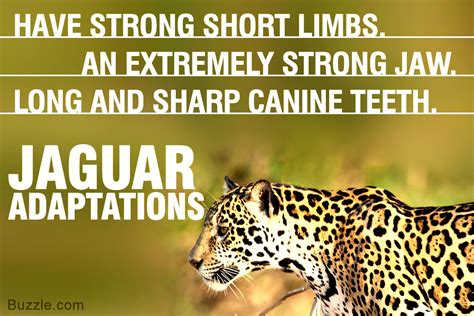 Jaguar is an incredibly strong animal. Spectacular Rainforest Animal Adaptations You Simply Gotta ...