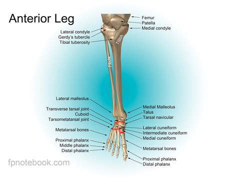 Leg Bones Diagram Leg Anatomy Human Anatomy Leg Anatomy Human Lungs Images And Photos Finder