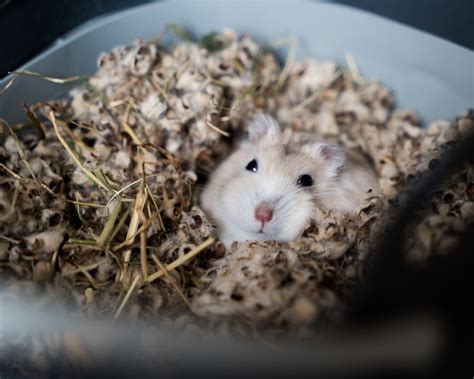 Fat Hamster Is It Good Or Danger For Hamsters Health Animal Lova