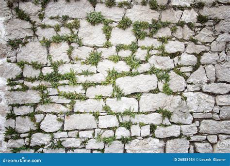 Stone Wall Covered Moss And Plants Texture Background Stock Photo