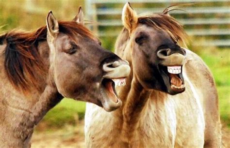 Animals Laughing Pictures Photos ~ Animal Pictures Animal Photos Blog
