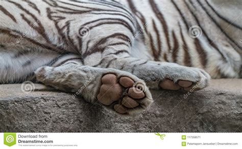 Tiger Foot Stock Image Image Of Shape White Mammal 117358571