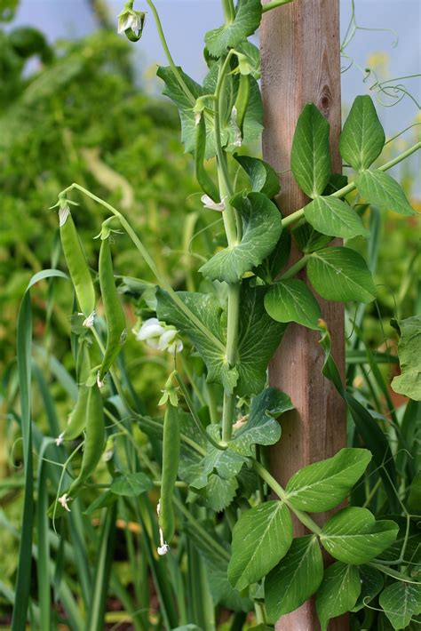 Growing Snow Pea How To Grow And Care For Snow Pea Jardin Hq