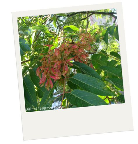 Tree Of Heaven Purdue University Report Invasive Species