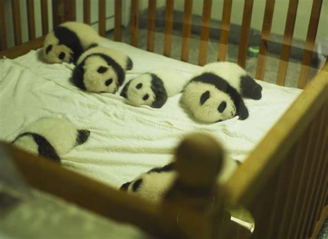 Baby Pandas Sleeping In A Crib Aww