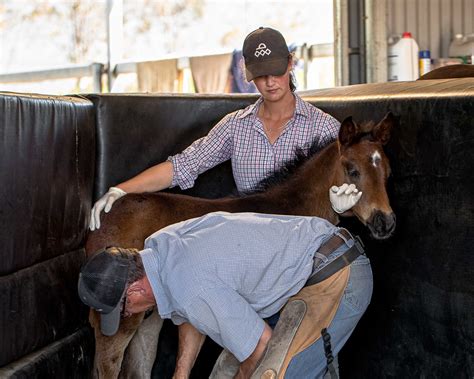 Apprentice Farrier - Horse Jobs Aus