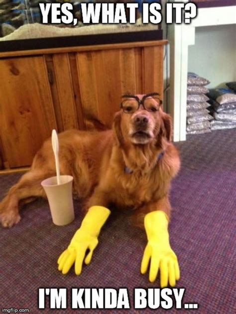 Funny dog videos 2020 it's time to laugh with dog's life thanks for watching ! 61 Funny Clean Memes That You're Going to Love | Rated E for Everyone