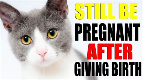 Pregnant Cat 🐾 Can My Cat Still Be Pregnant After Giving Birth Youtube