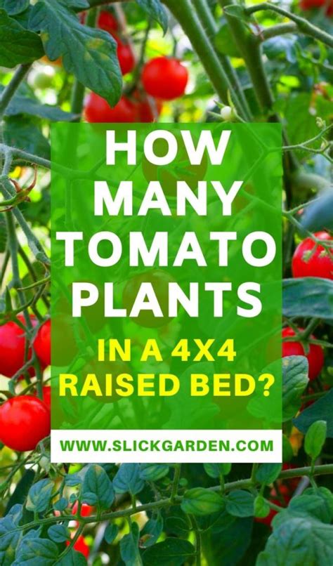 From giant beefsteaks to tiny cherries, tomatoes come in a lot of shapes, sizes, and colors. How Many Tomato Plants In A 4x4 Raised Bed? | Slick Garden